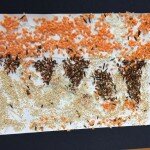 14702360_1255691071170263_7310991222084478071_n